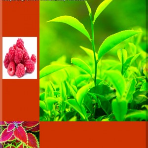 raspberry-green-tea-forskolon-collage-ed-luna